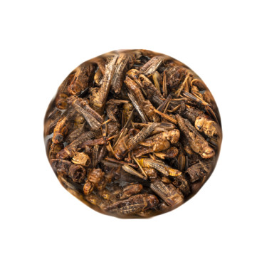 Suszone koniki polne UGF 20 g