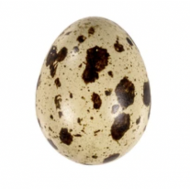 Jaja wylęgowe - przepiórka - ANGIELSKA BIAŁA