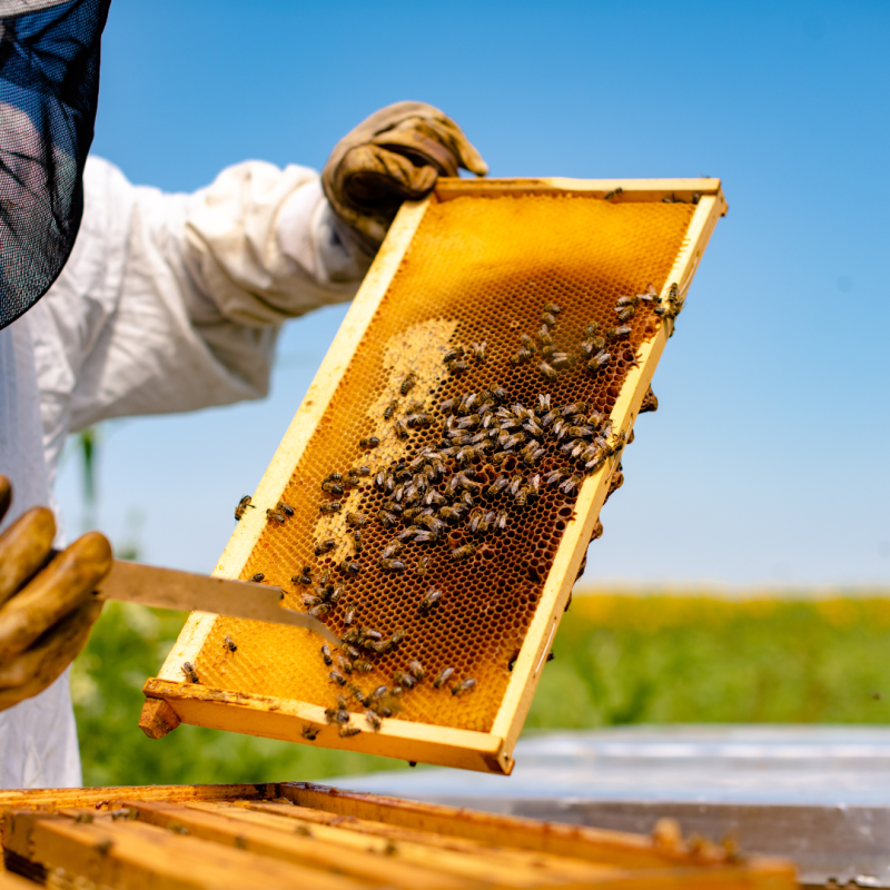 Czego należy dopilnować przed rozpoczęciem pszczelarstwa?