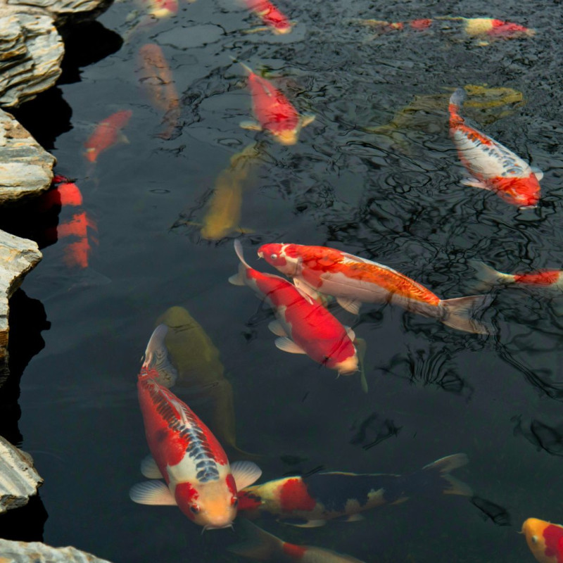 Jak hodować karpie Koi?