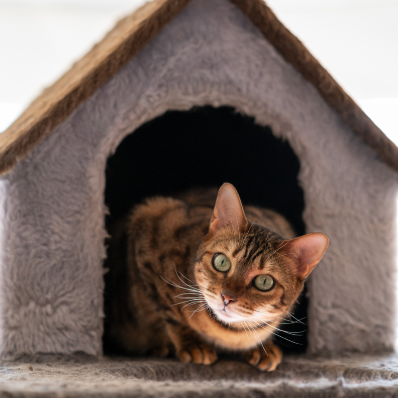 Jak wybrać odpowiedni domek dla kota?
