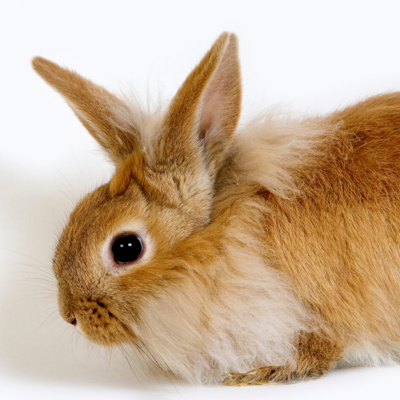 Jak długo żyje królik karłowaty? 