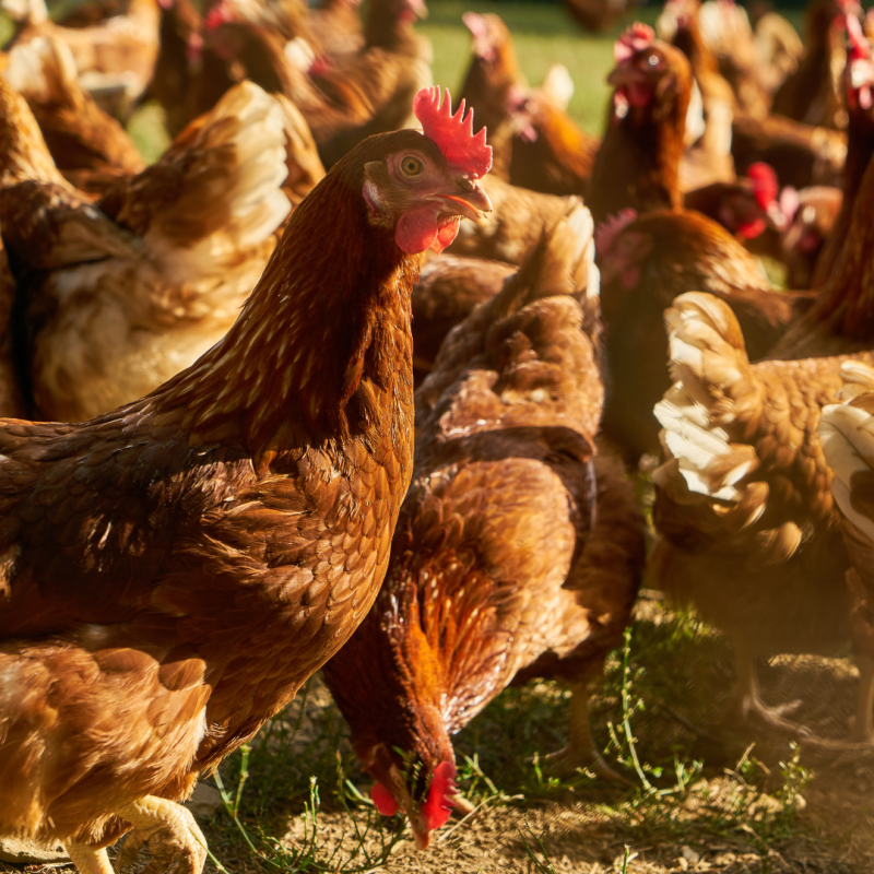 Jakie są najczęstsze choroby dotykające kurczaki?