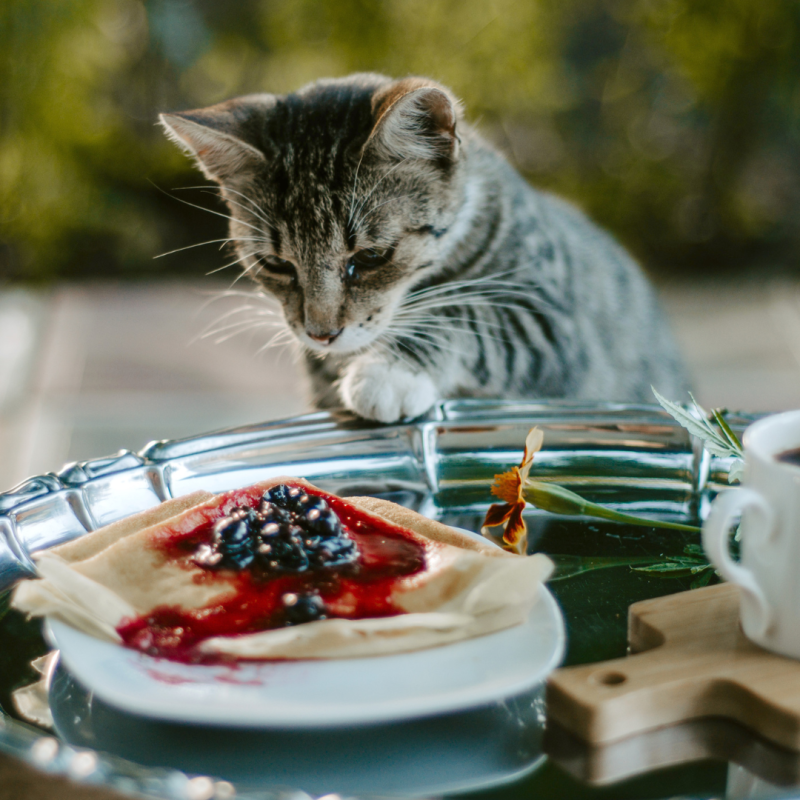 Czego kot nie może jeść?
