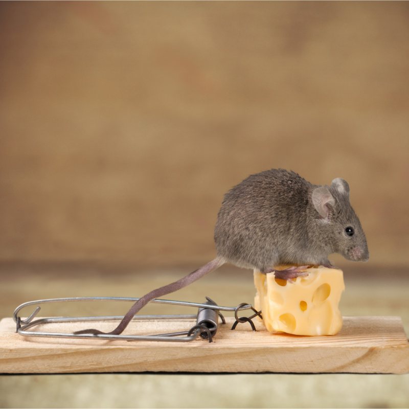 Jak pozbyć się myszy w domu?