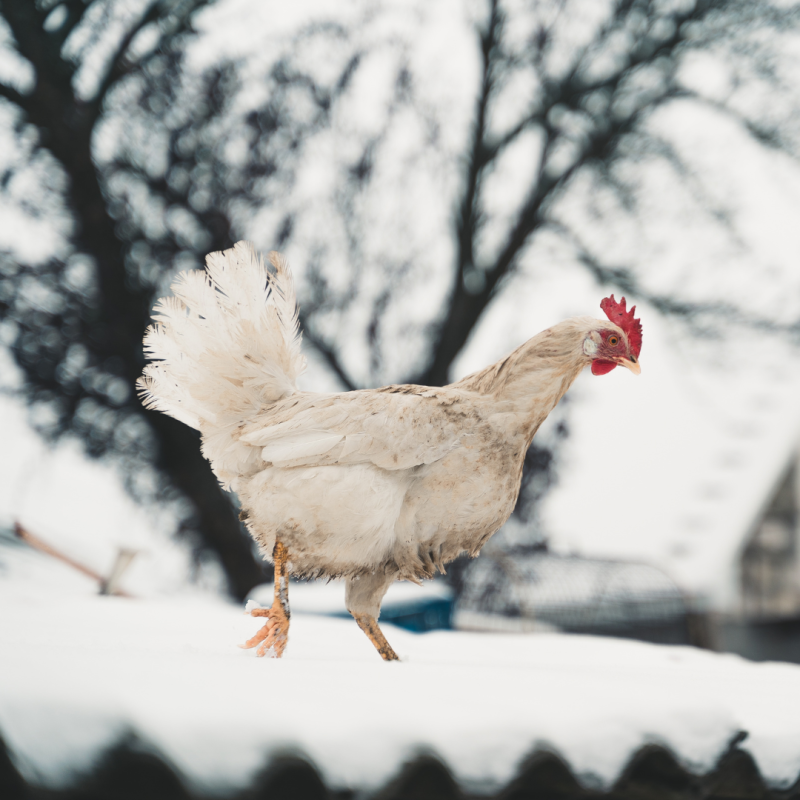Jak dbać o kury, aby bez problemu przetrwały zimę?