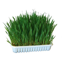 Trawa dla kota w miseczce 100 g