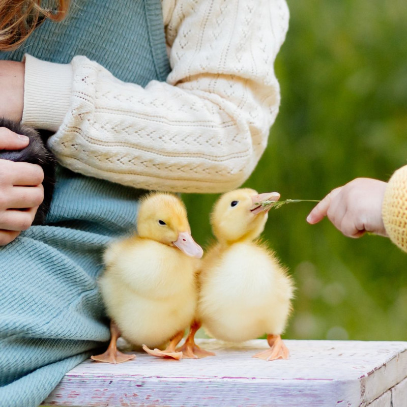 Jak wzmocnić odporność zwierząt po zimie
