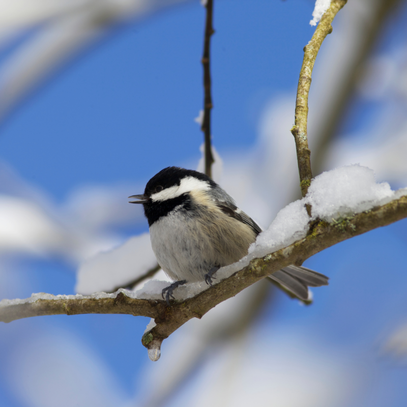 Jak ptaki mogą przetrwać zimę: sekret ich przeżycia