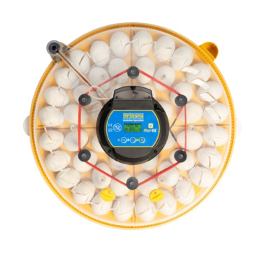 BRINSEA Maxi 48 EX Connect – inteligentna inkubatorka dla kur, przepiórek i gęsi