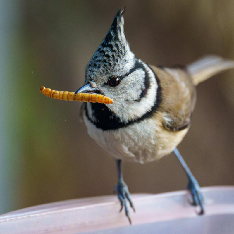 Mączniki: Dlaczego żaden chów nie powinien im się oprzeć?