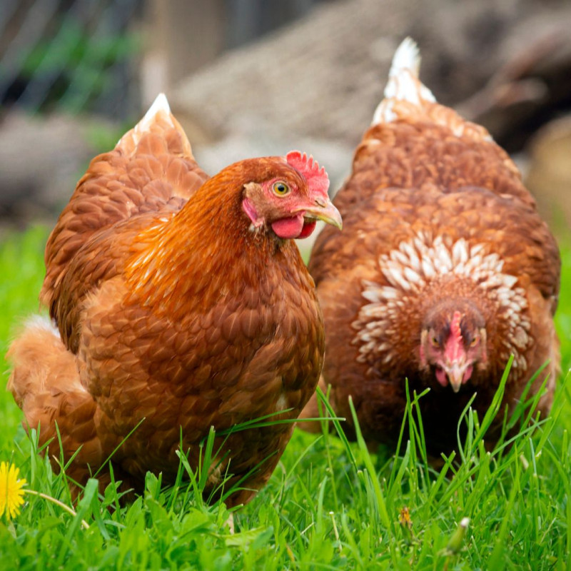 3 rzeczy, które zaoszczędzą Twój czas przy hodowli kur!