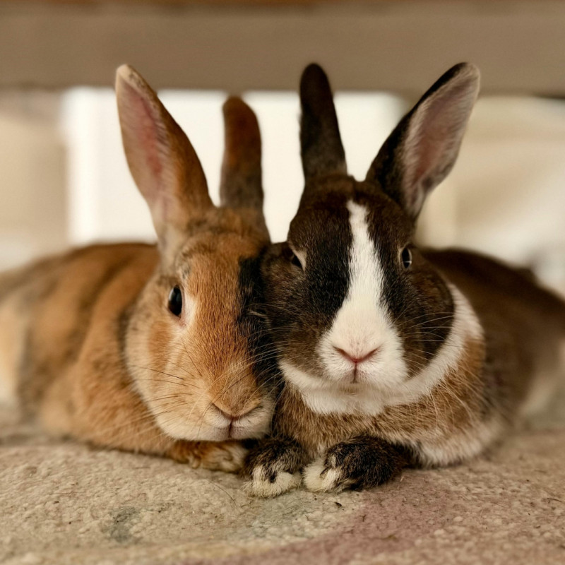 Jak hodować króliki wiosną