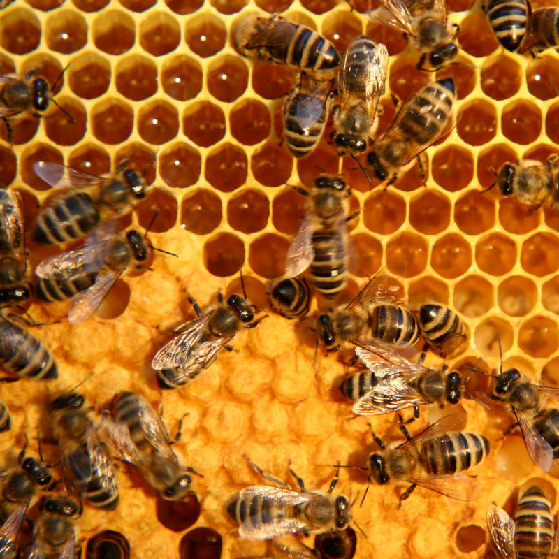 Pszczelarstwo: wszystko dla początkujących