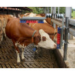 Drapak dla bydła Euro Farm ze sprężyną