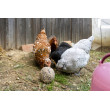 Kula do dziobania dla kur – 6 szt (3kg)