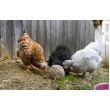 Kula do dziobania dla kur – 6 szt (3kg)