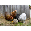 Kula do dziobania dla kur – 6 szt (3kg)