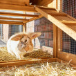 Drewniana klatka dla królika REGENSBURG, 1460x460x940 mm
