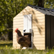 Automatyczne drzwiczki do kurnika RUN-CHICKEN T50