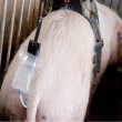 Stymulator inseminacji Stimulus dla loch