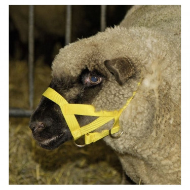 Kantar dla owiec i baranów, żółty
