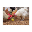 Karmidło dla drobiu - kulka na ziarno dla kur, 7,5 cm