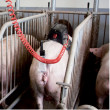 Stymulator inseminacji Stimulus dla loch