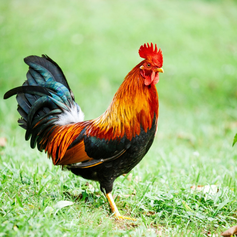 Co zrobić z agresywnym kogutem?