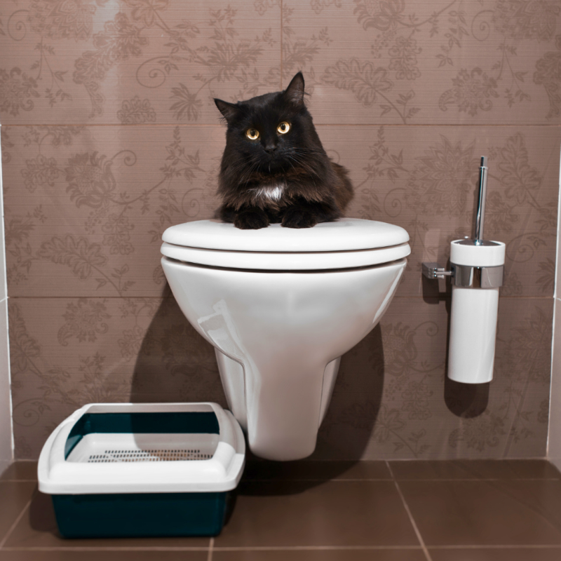 Jak nauczyć kota korzystania z ludzkiej toalety?