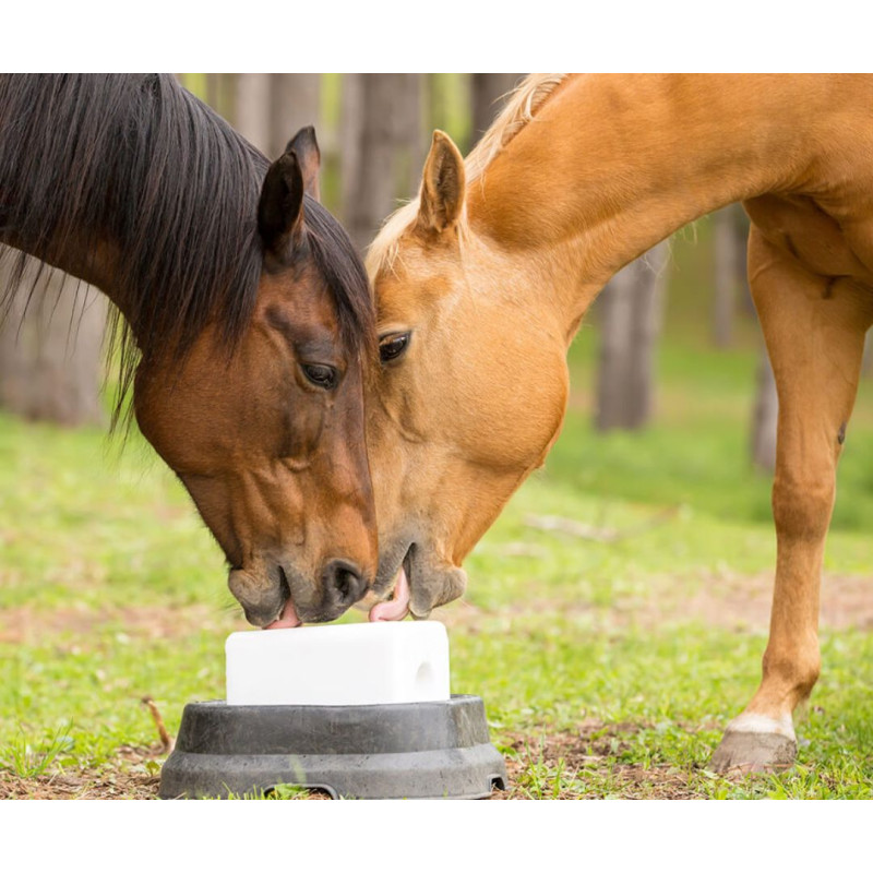 Dlaczego dla koni ważne są lizawki i jakie są ich rodzaje?