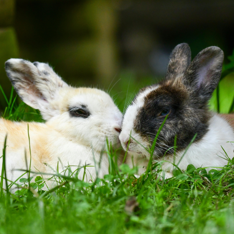 Jak rozpoznać ciążę u samicy królika?