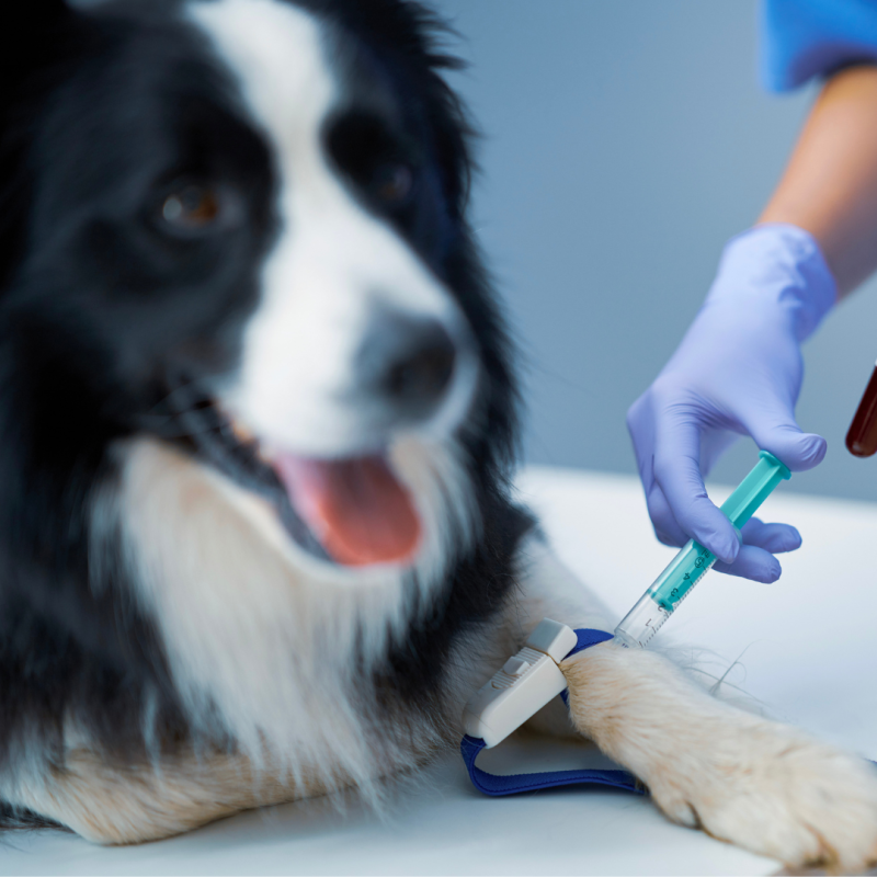 Czy psy mogą oddawać krew?