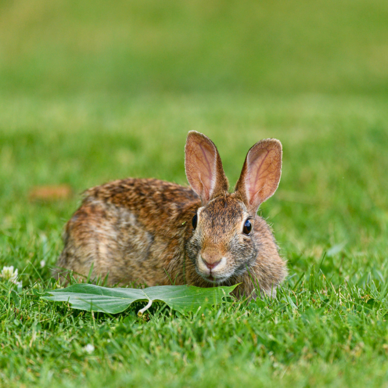 Królik vs. zając: jaka jest między nimi różnica?
