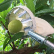 Teleskopowy zbieracz owoców