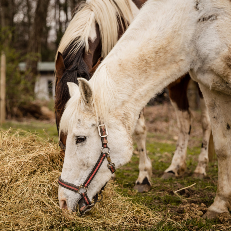 Wrzody żołądka u koni