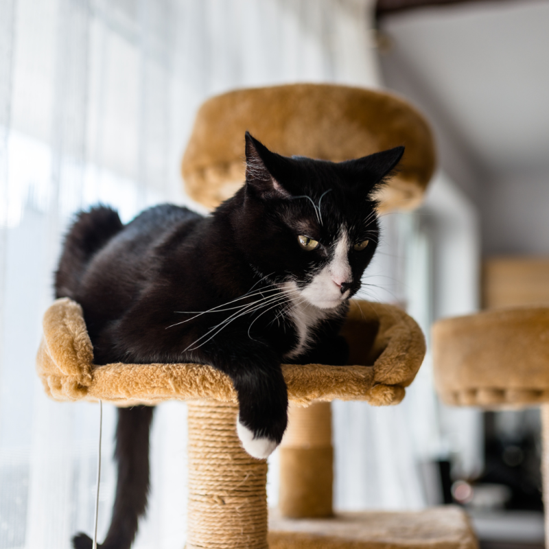 Dlaczego warto kupić kotu drapak?