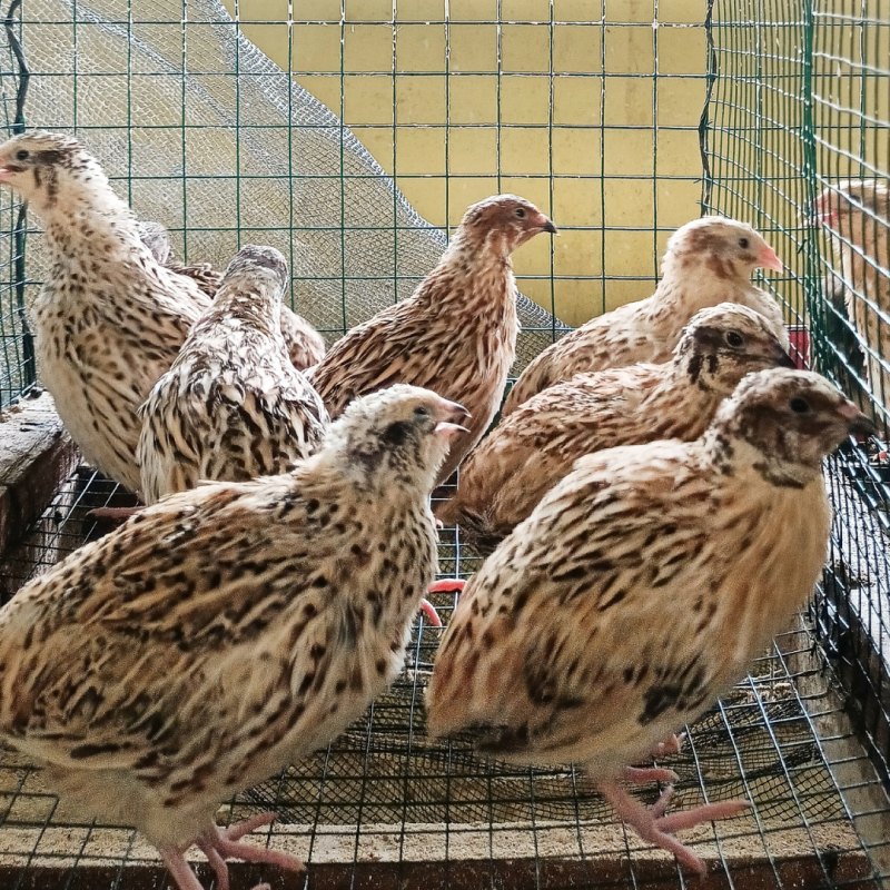 Dlaczego przepiórki dziobią się nawzajem i jak temu zapobiec?