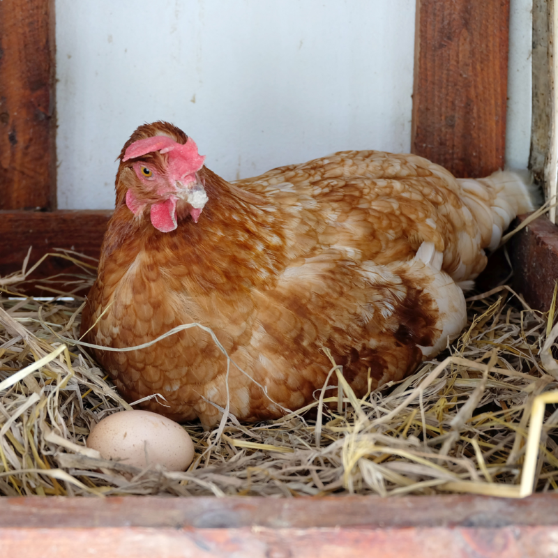 Dlaczego kury znoszą małe jajka?