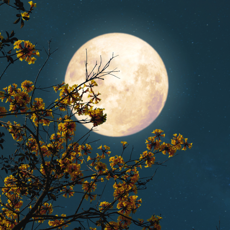 Księżyc i jego wpływ na zwierzęta oraz rośliny