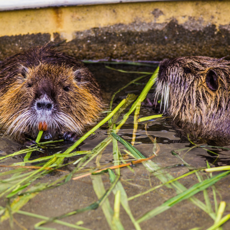 Jak hodować nutrie?