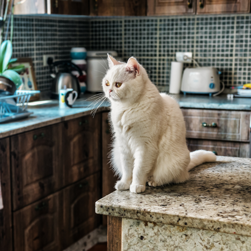 Jak oduczyć kota skakania na zabronione miejsca?