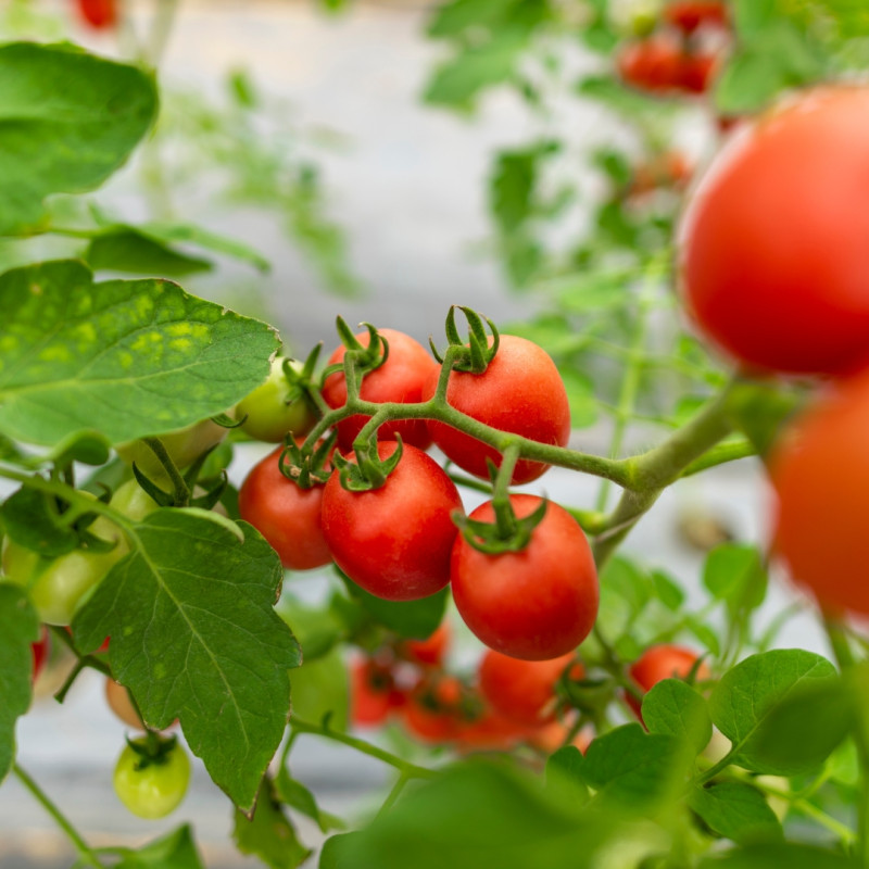 Rośliny odpowiednie dla początkujących ogrodników