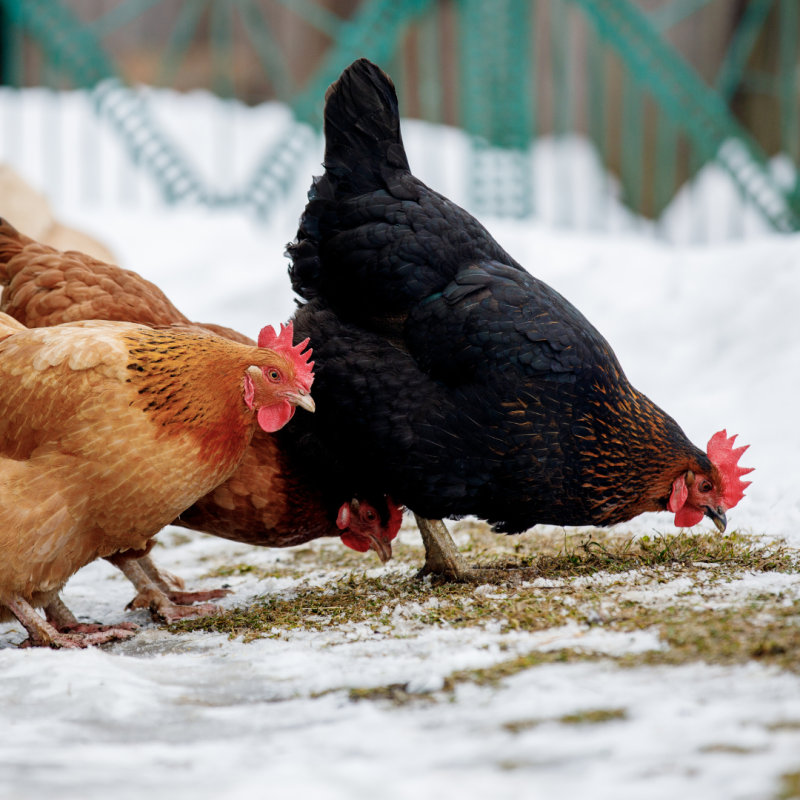Jak hodować kury zimą?