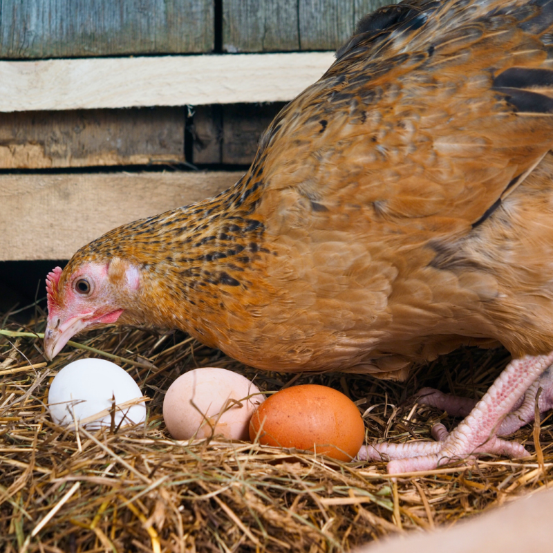 Czy warto monitorować wydajność drobiu?