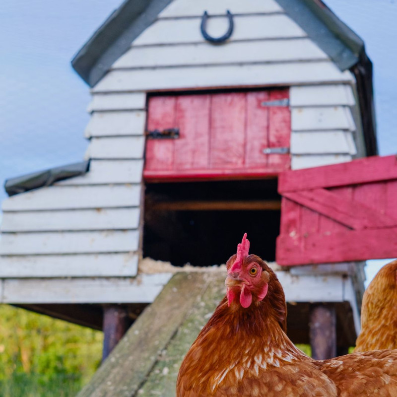 Jak radzić sobie z wilgocią w kurniku?