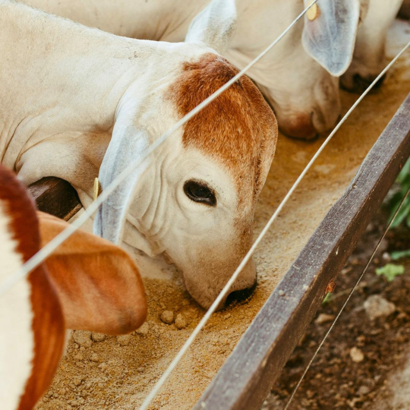 Domowa produkcja pasz: na co zwrócić uwagę