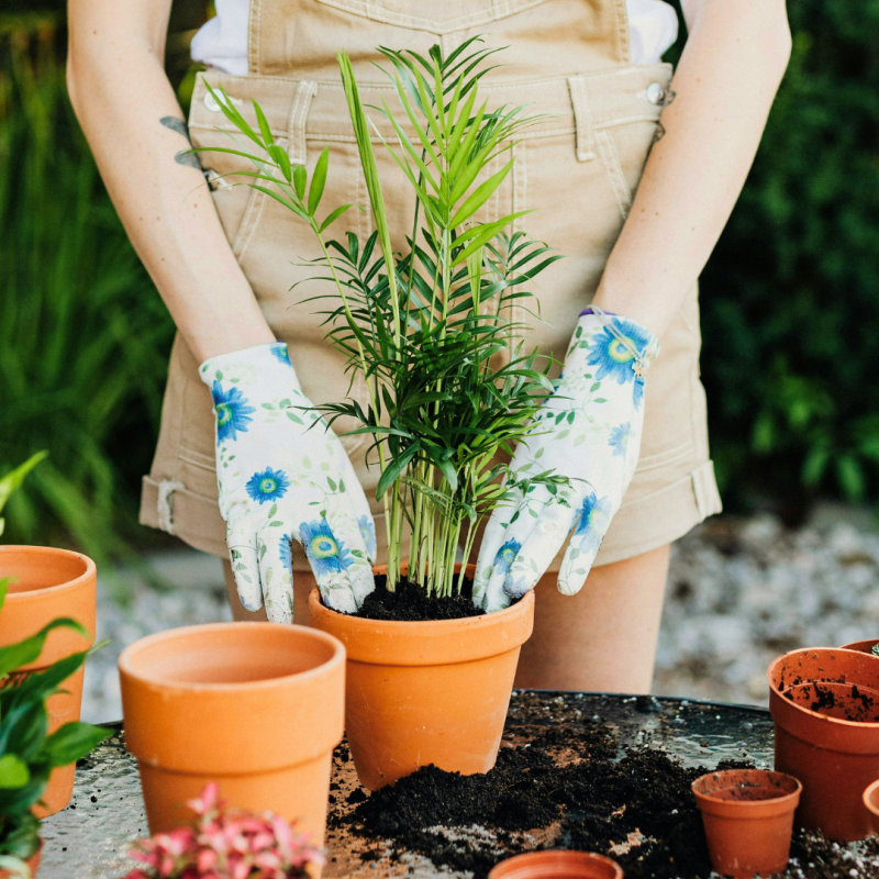 Rośliny odpowiednie dla początkujących ogrodników
