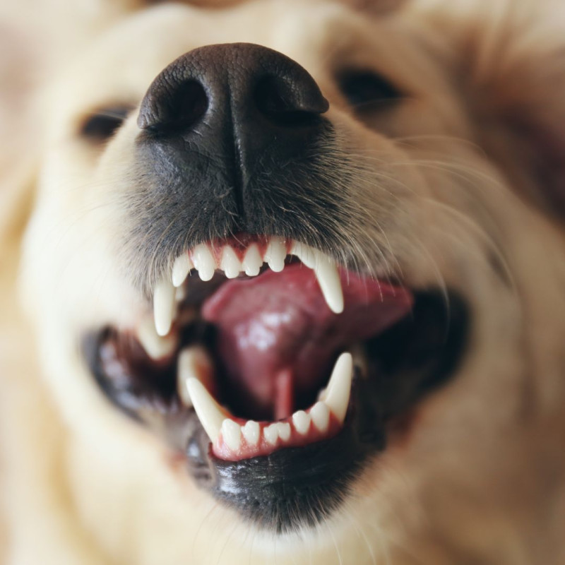Wymiana zębów u psów